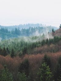 Trees in forest against sky