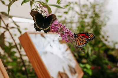 Butterfly on plant