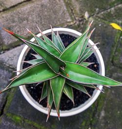 Close-up of succulent plant