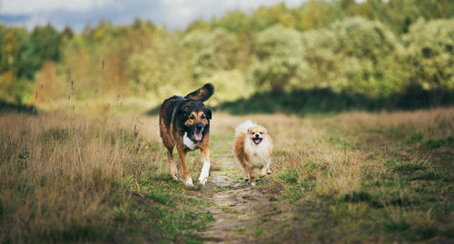 Dog running in field