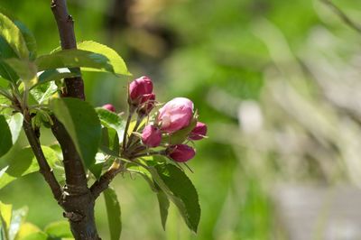 Close-up of pink flowers blooming on tree