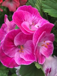 Close-up of pink hibiscus blooming outdoors