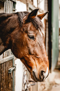 Close-up portrait of horse