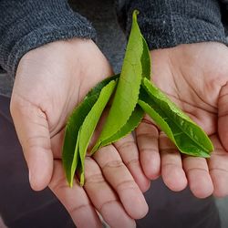 Midsection of person holding leaf