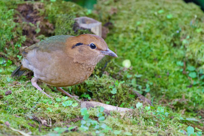 Close-up of a bird perching on a field