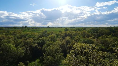 Scenic view of forest against sky