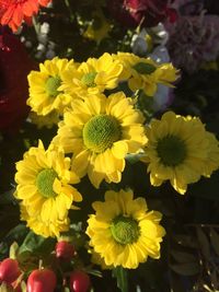 Close-up of yellow flowers