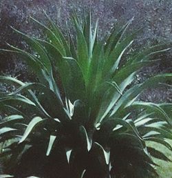 plant