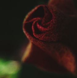 close-up