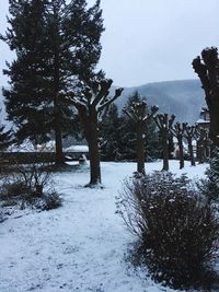 Trees on snow covered landscape