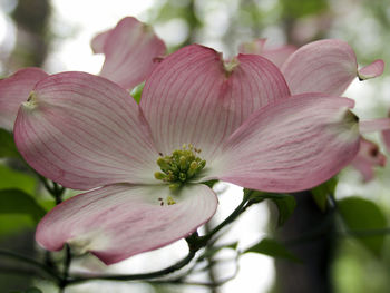 Close-up of pink flower