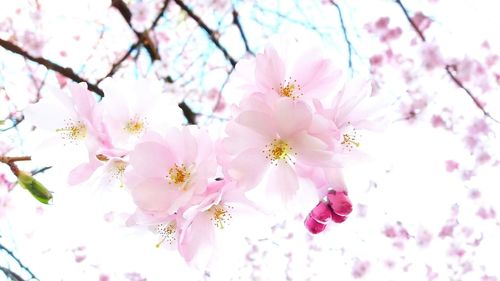 Low angle view of pink cherry blossoms against sky