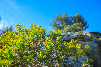 Close-up of yellow flowering plant against blue sky