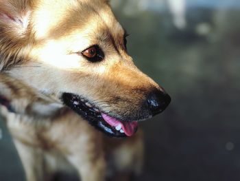 Landscape portrait of brown dog looking sideways 