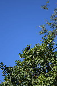 Low angle view of tree against clear blue sky