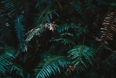 Close-up of pine tree