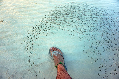 Cropped foot inside sea water with school of sucker fish 