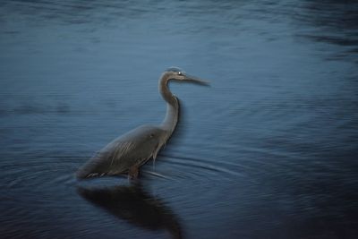 View of a duck swimming in lake