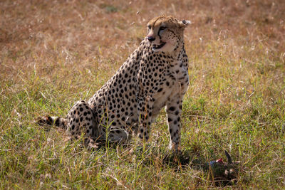 Cheetah sitting on field in zoo