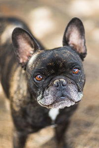 Close-up of dog