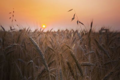 Close-up of stalks in field at sunset