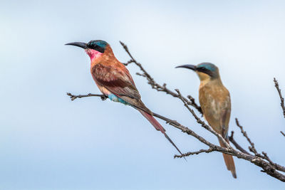 Low angle view of birds perching on branch against clear sky