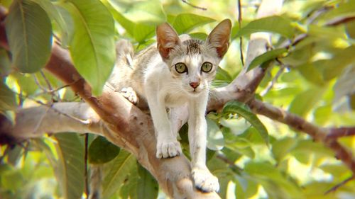 Portrait of cat sitting on tree