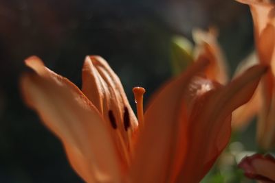 Close-up of orange flower