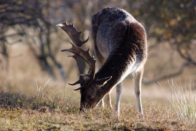 Stag grazing on field