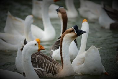 Close-up of birds in water
