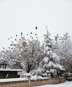 Flock of birds on snow covered tree