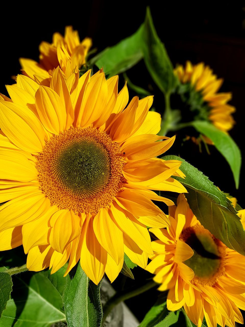 CLOSE-UP OF SUNFLOWER IN BLOOM