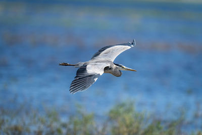 Seagull flying over lake