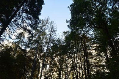 Low angle view of pine trees against sky