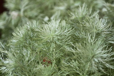 Full frame shot of silver mound