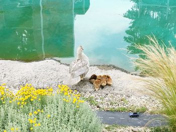 View of birds by lake