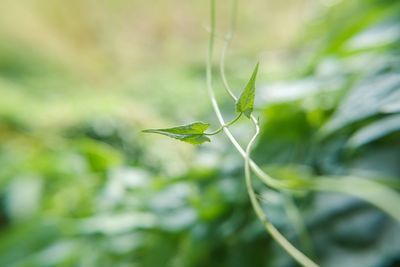 Close-up of insect on plant