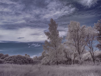 Trees on field against sky