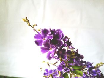 Close-up of flowers