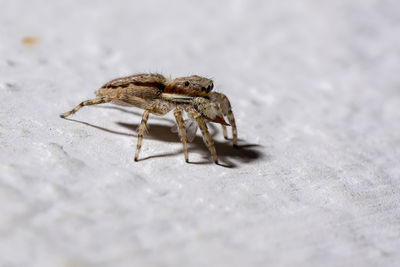 Close-up of spider