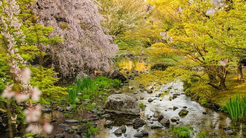 Scenic view of waterfall in forest