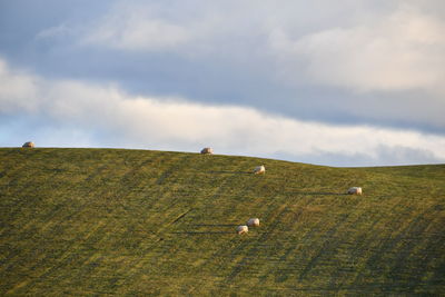 Scenic view of grassy field against sky