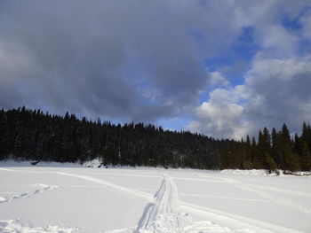 Snow covered plants by trees against sky