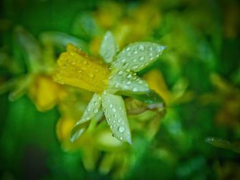 Close-up of water drops on plant