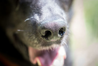Close-up of a dog