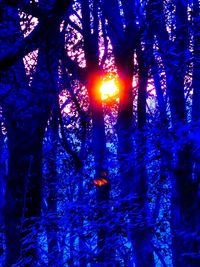 Sun shining through trees