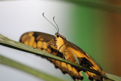 Close-up of butterfly