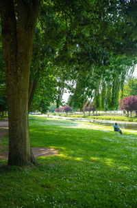 Trees in park