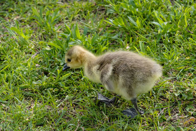 Side view of a bird on field