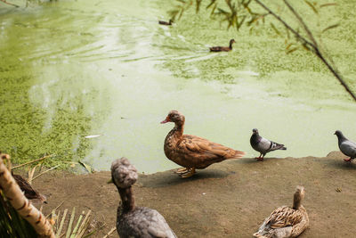 Birds perching on a lake